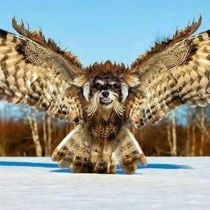 Meet your Posher, Luke